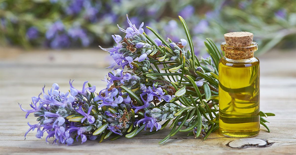 11 Amazing Health Benefits of Rosemary