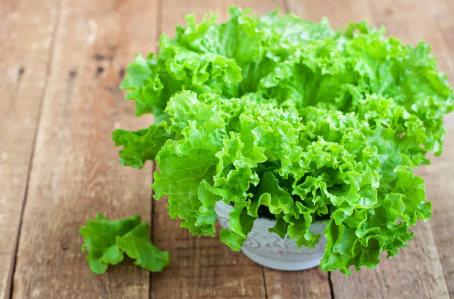 Leaf lettuce, benefits and features!