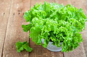 Leaf lettuce, benefits and features!