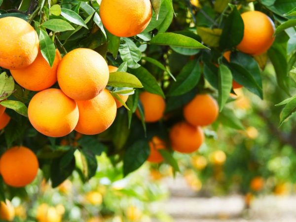 Best Benefits Of Oranges & Nutrition Facts